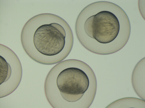 Sviluppo embrionale pesci