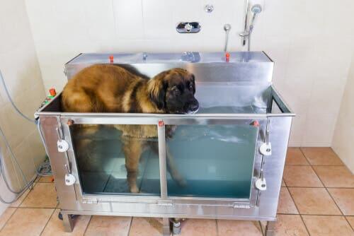 Idroterapia per cani: è consigliata nel trattamento di diverse problematiche