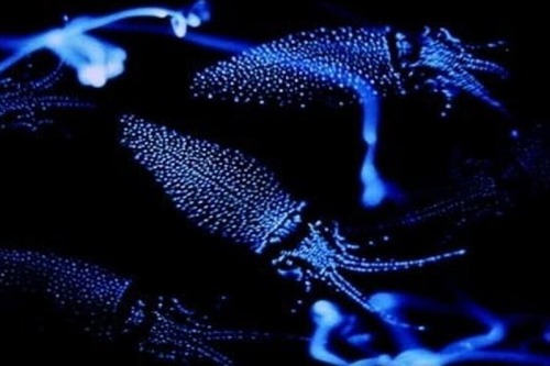 Scopriamo cos'è la bioluminescenza I Miei Animali