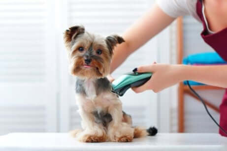 Per utilizzare bene una tosatrice per cani è bene possedere prima alcune conoscenze al riguardo.