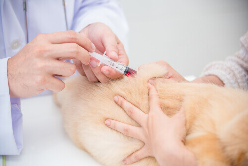 Veterinario fa un prelievo al cane con ipertiroidismo