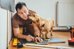 In ufficio con il cane, ora in Thailandia si può