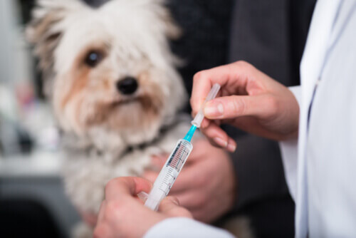 Il calendario di sverminazione e vaccinazione dei cuccioli