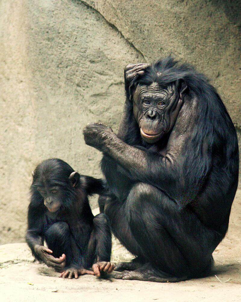 Scimmia bonobo appoggiata a una parete
