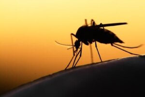 7 curiosità sulle zanzare che non sapevate