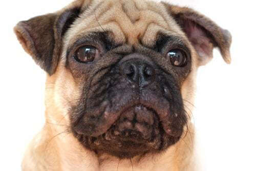 L'acne nei cani: che fare se il vostro cane ha i brufoli!