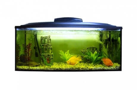 Il pH dell'acquario è un fattore fondamentale sia per gli animali che per le piante. Acquario sporco di alghe.