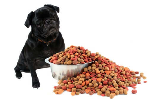 Eccedere con le quantità di cibo non fa bene al cane.