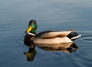 La grande famiglia delle anatre: alcune tra le specie più curiose