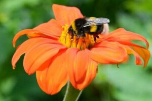 Insetti impollinatori e piante: una simbiosi ancestrale