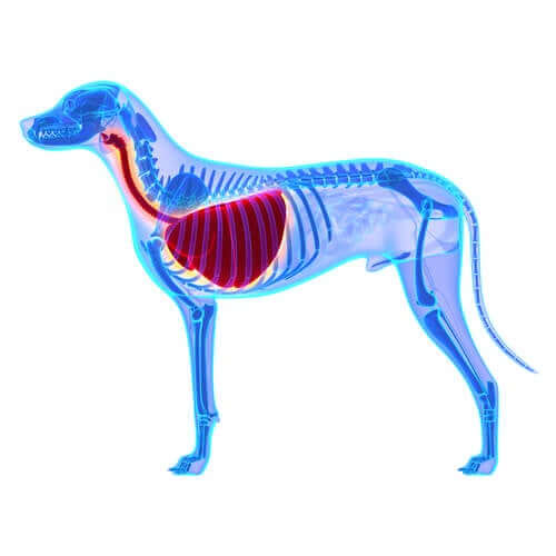 Edema polmonare nel cane: di cosa si tratta?