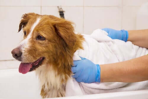Bagno e asciugatura del cane.