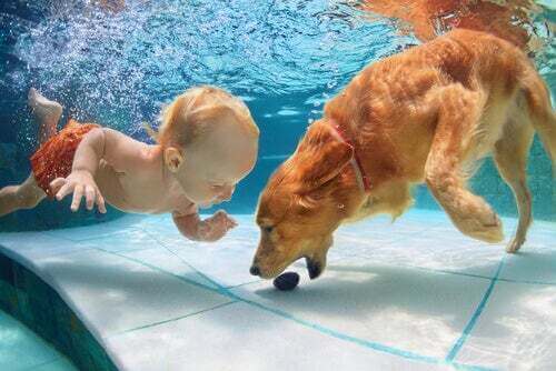 Bambino e cane che nuotano in una piscina.