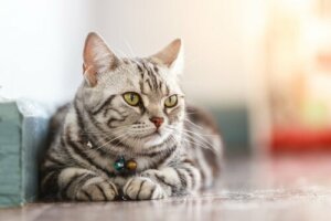 Benessere del gatto: quali fattori influiscono?