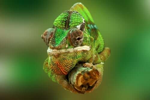 Vista frontale i come i camaleonti cambiano colore.