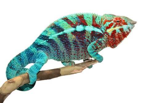 Ecco come fanno i camaleonti a cambiare colore