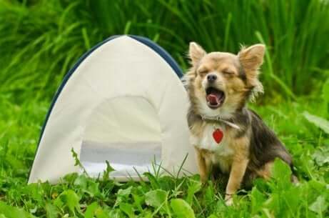 Andare in campeggio con il proprio cane prevede l'adozione di alcune precauzioni. Cane con mini tenda.