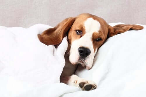 Cane ammalato sdraiato nel letto e con sguardo triste.