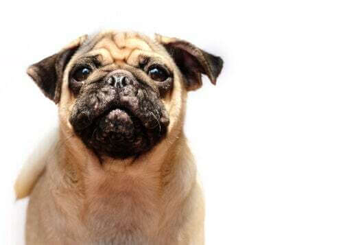 L'acne nei cani: cagnolino con l'acne sul muso.