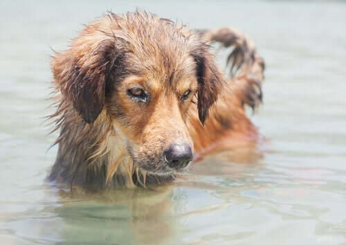 Fare attenzione alle acqua in cui si immerge il cane aiuta a prevenire la leptospirosi.