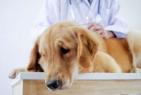 Cane in visita dal veterinario dopo aver ingerito del veleno.