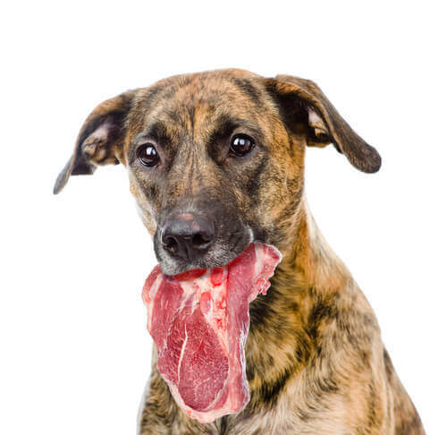 Un cane che tiene un pezzo di carne.