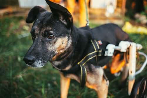 Cane con il carrellino a causa delle malattie neurologiche.