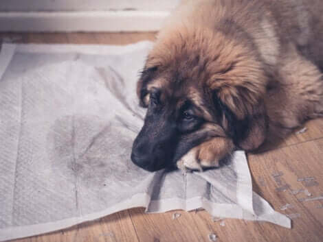 I cani urinano in casa a causa di problemi comportamentali, ma anche per cause mediche o fisiologiche.