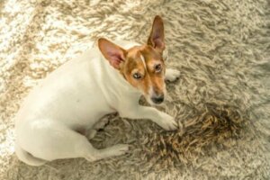 Cinque ragioni per cui i cani urinano in casa
