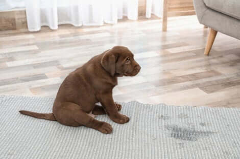 Un cane che urina in casa potrebbe essere il sintomo della presenza di un problema medico.