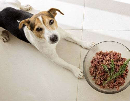 I cani sono carnivori? Proviamo a fare chiarezza