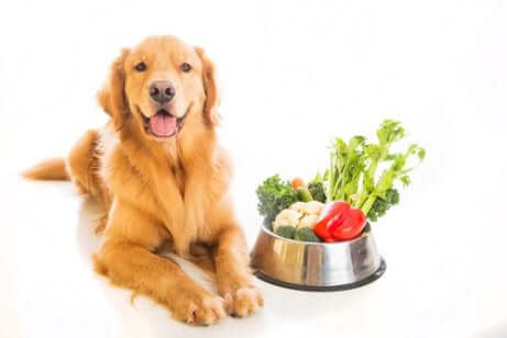 Cane con accanto ciotola piena di verdure.