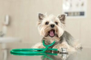 Le campagne per la donazione di sangue negli animali