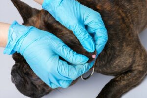 Verruche nei cani: come prevenirle e curarle