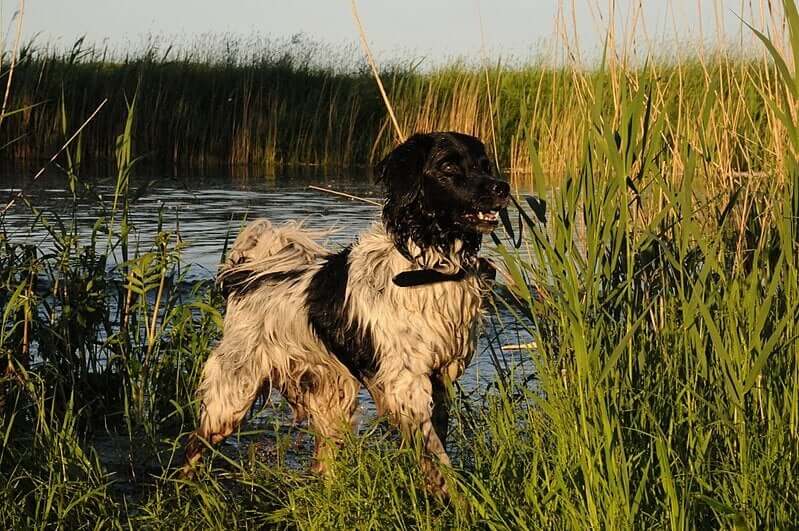 Cane da caccia in un pantano.