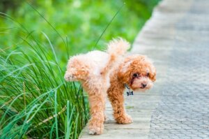 Proteinuria nel cane: di cosa si tratta?