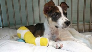 In cosa consiste la decalcificazione nei cani?