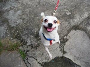 Cani che quando escono perdono interesse per il padrone