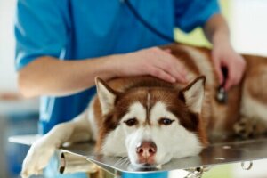 Malattia di Addison nei cani: sintomi e trattamento