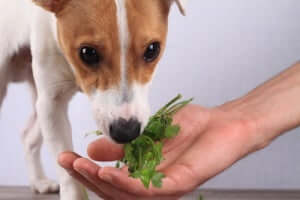 Dieta vegana a base di verdura per il cane.