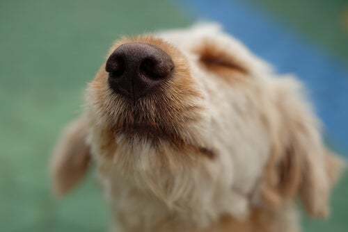 Cane con il naso secco che annusa l'aria.