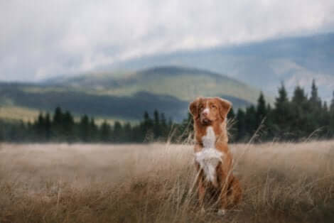 Andare in campeggio con il proprio cane è un'attività didattica e rilassante allo stesso tempo. Cane in mezzo a un campo in montagna.