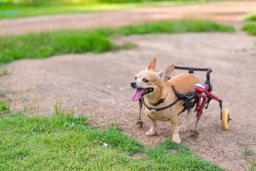 Cane paraplegico con supporto.