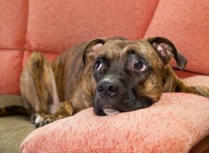 Cani che hanno paura di altri cani: cosa fare?