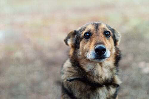 Cane spaventato che guarda il padrone.