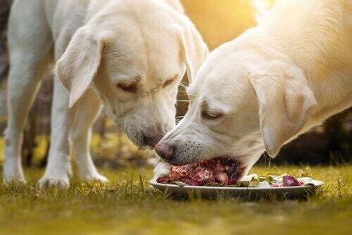 Cani che mangiano carne.