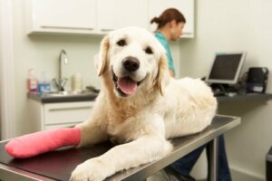 Chirurgia ortopedica veterinaria: cure postoperatorie