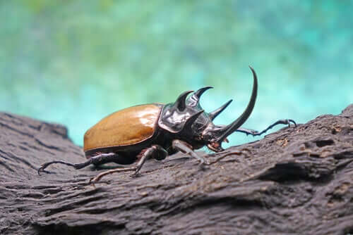 Coleotteri come animali domestici.