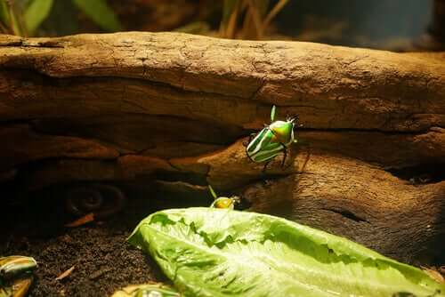 Coleottero in un terrario.