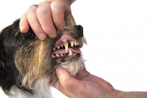 La profilassi nei cani prevede analisi e osservazioni periodiche dello stato dei loro denti.